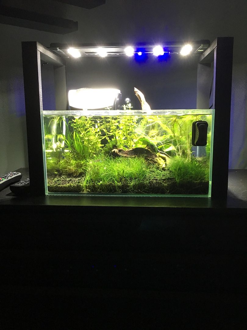 Planted 5 Gallon Rimless Setup The Planted Tank Forum